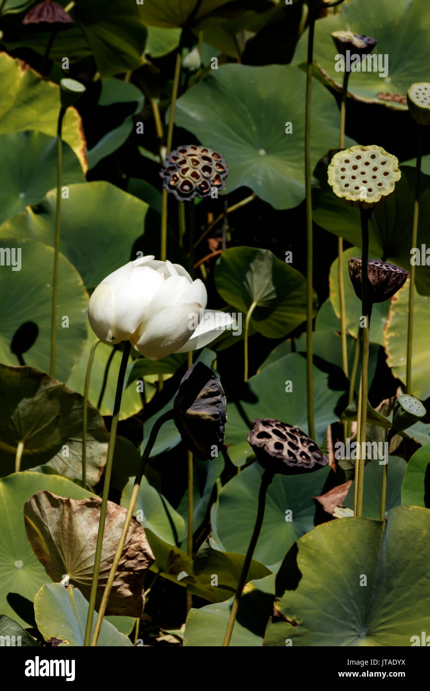 Bud of white lotus flower close up. Stock Photo