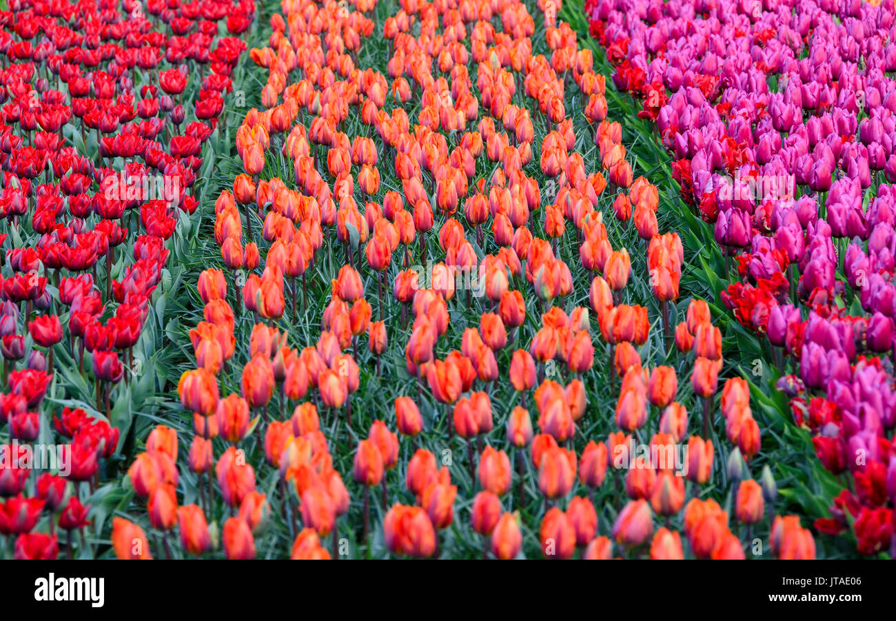 Rows of multicolored tulips in bloom in the fields of the Keukenhof Botanical Garden, Lisse, South Holland, The Netherlands Stock Photo