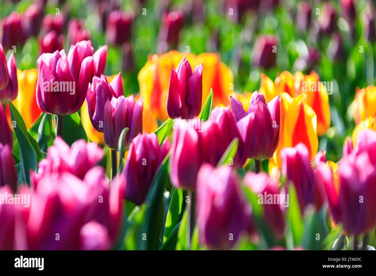 Tulips in bloom hires stock photography and images Alamy