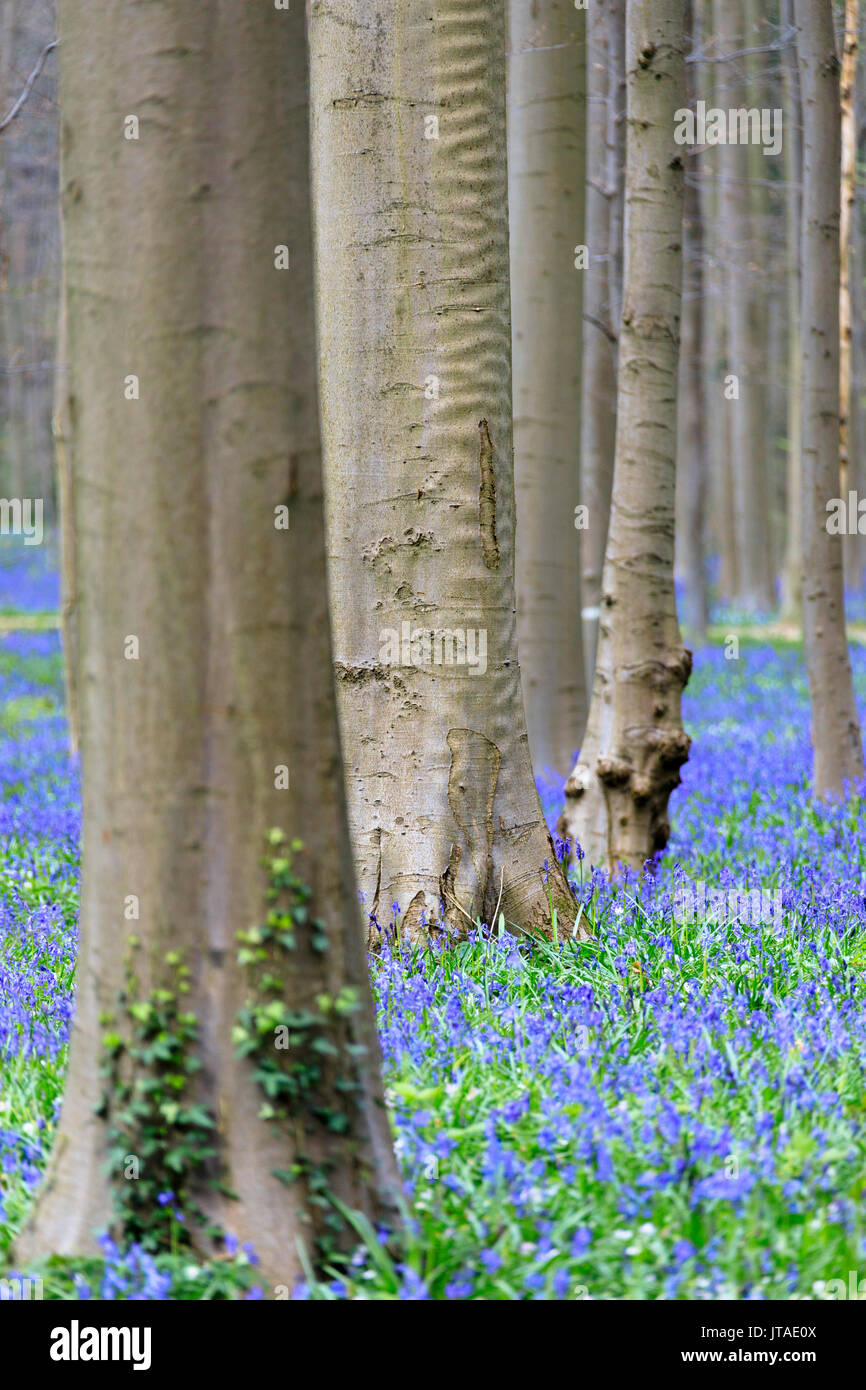 Purple carpet of blooming bluebells framed by trunks of the giant Sequoia trees in the Hallerbos forest, Halle, Belgium, Europe Stock Photo