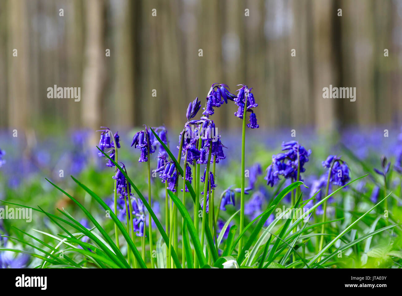 Close up of purple bluebells in bloom in the green grass of the Hallerbos forest, Halle, Belgium, Europe Stock Photo