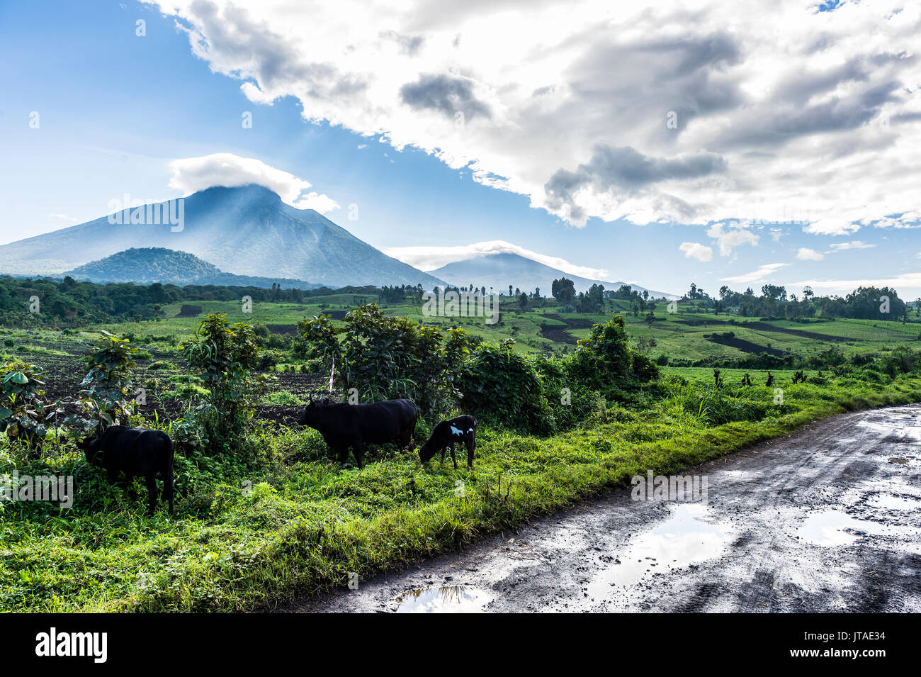 The volcanic mountain chain of the Virunga National Park after the rain, UNESCO, Democratic Republic of the Congo, Africa Stock Photo