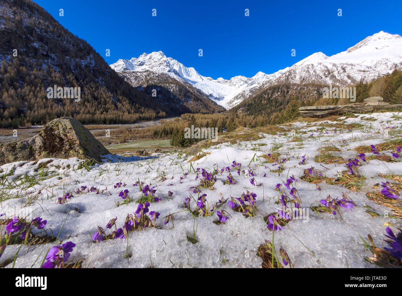 Colorful flowers on the grass covered by snow during the spring thaw, Chiareggio, Malenco Valley, Valtellina, Lombardy, Italy Stock Photo