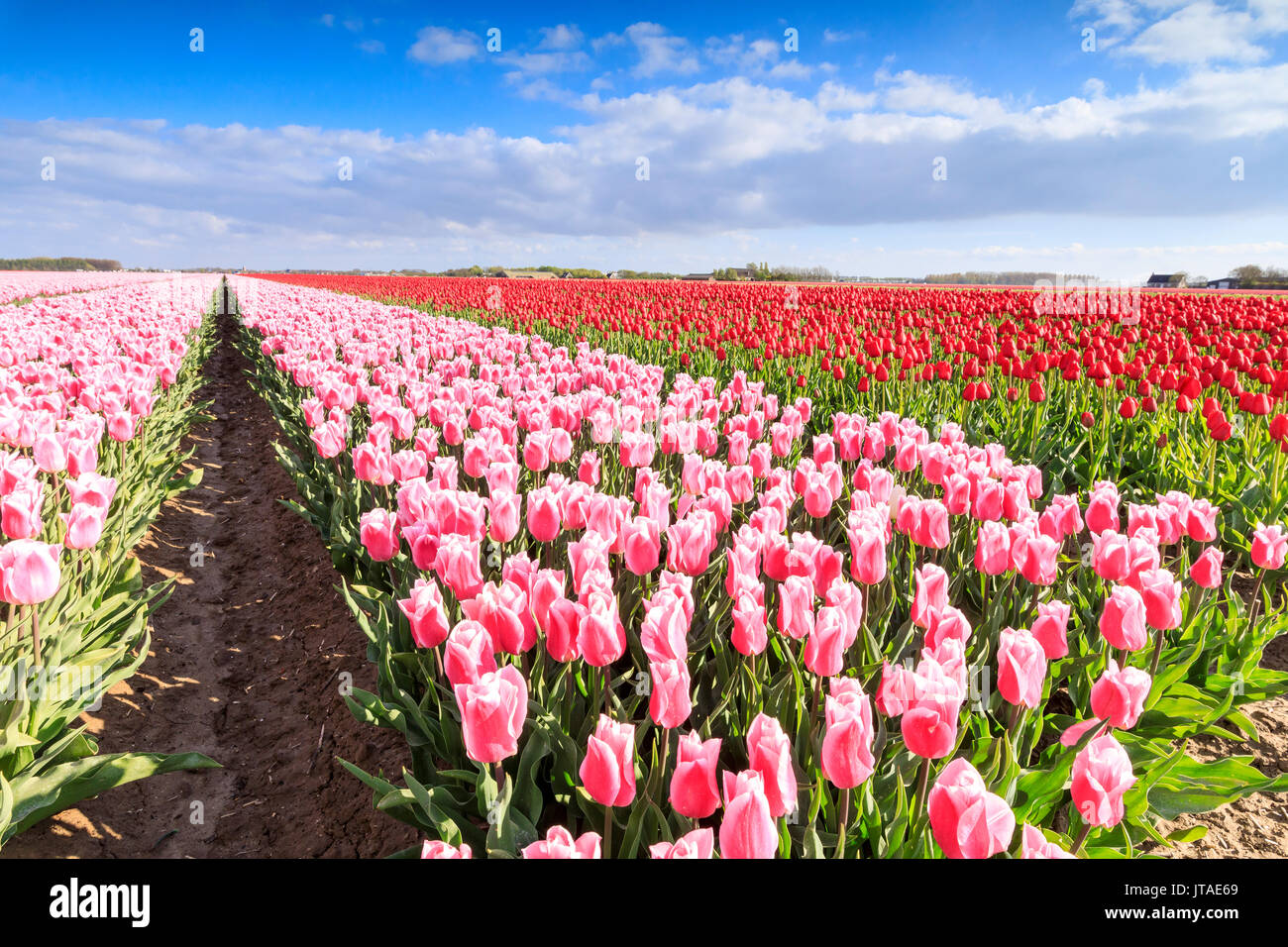 Multicolored tulips in the fields of Oude-Tonge during spring bloom, Oude-Tonge, Goeree-Overflakkee, South Holland, Netherlands Stock Photo