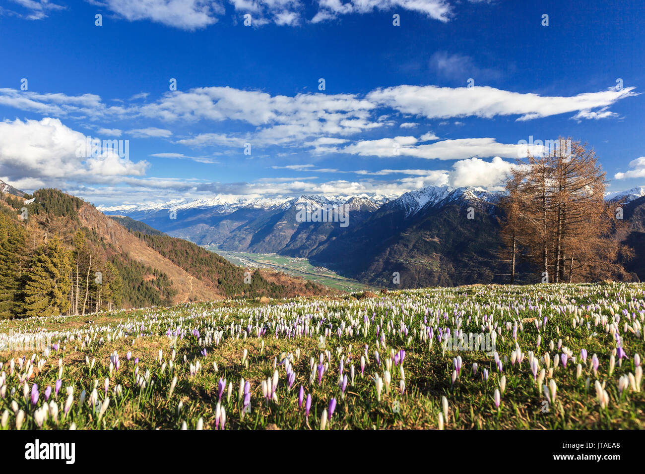 Blue sky on the colorful crocus flowers in bloom, Alpe Granda, Sondrio province, Masino Valley, Valtellina, Lombardy, Italy Stock Photo