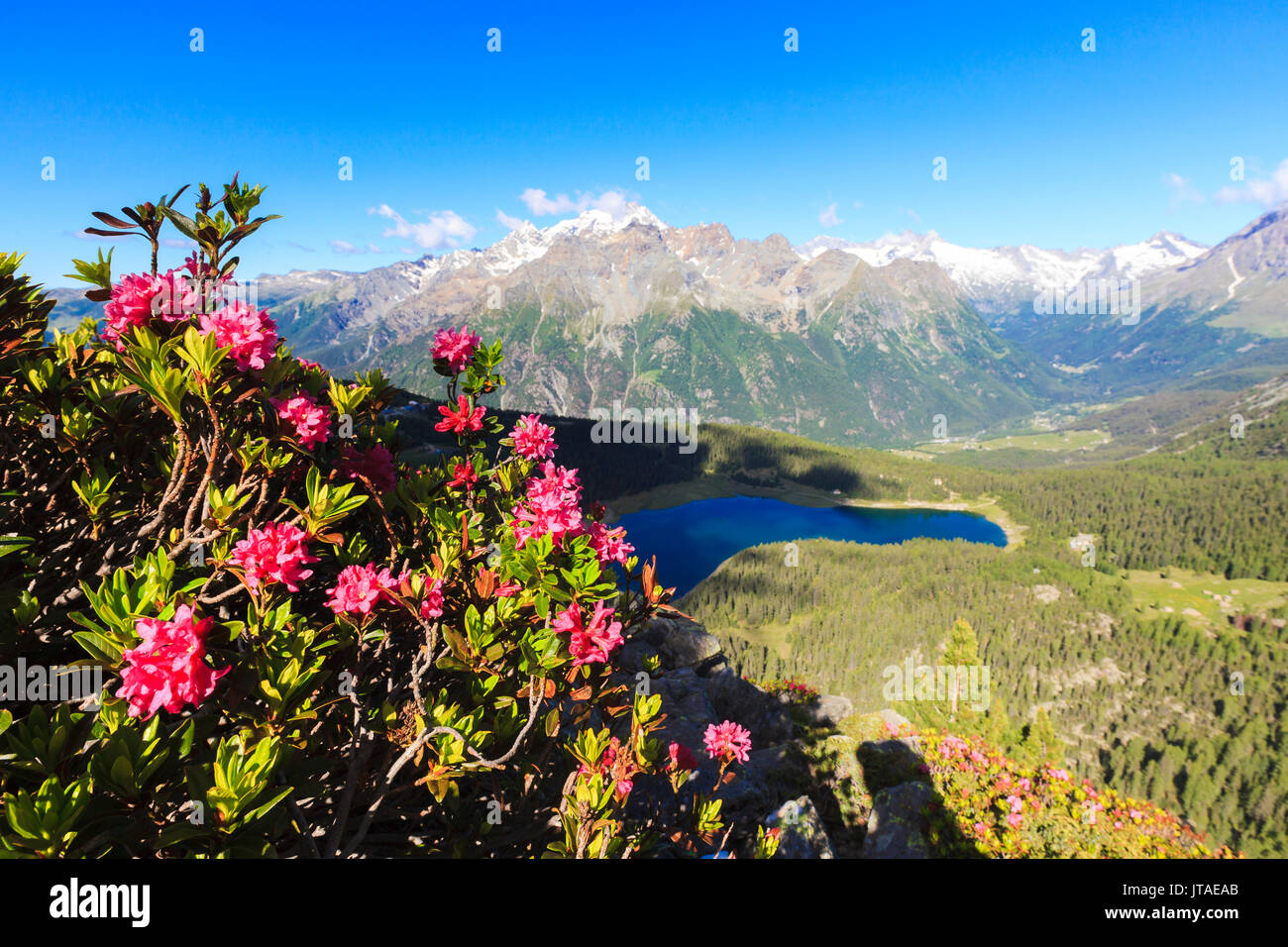 Rhododendrons and Lake Palu framed by Mount Disgrazia seen from Monte Roggione, Malenco Valley, Valtellina, Lombardy, Italy Stock Photo