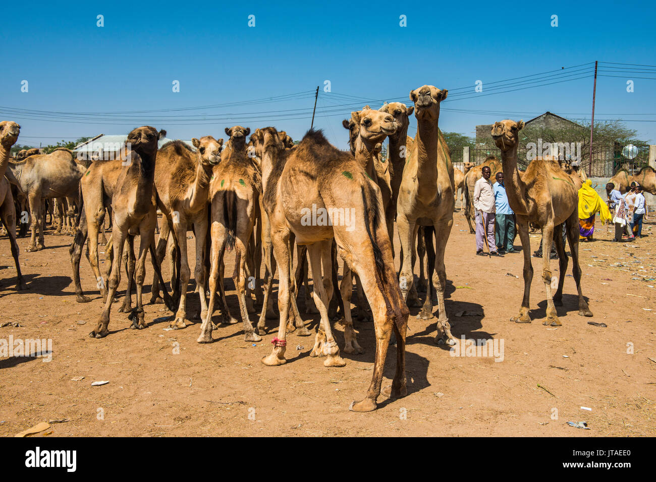 Camels at the Camel market, Hargeisa, Somaliland, Somalia, Africa Stock Photo