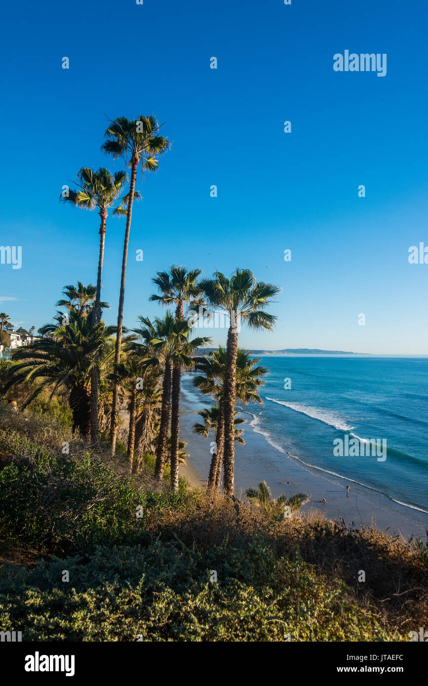 Palm trees above the cliffs in Cardiff, California, United States of America, North America Stock Photo