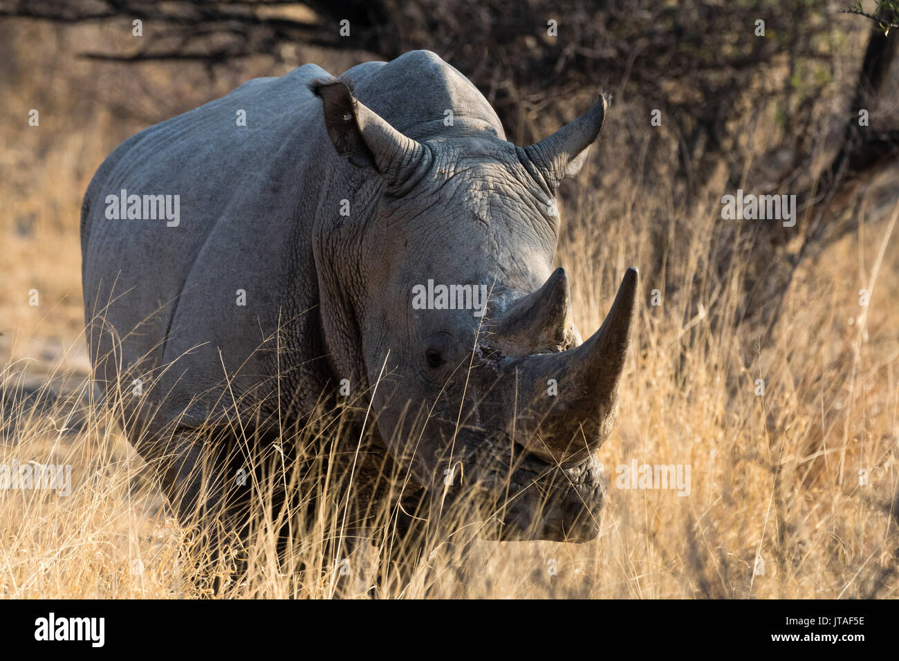 White rhinoceros (Ceratotherium simum) looking at the camera, Botswana, Africa Stock Photo