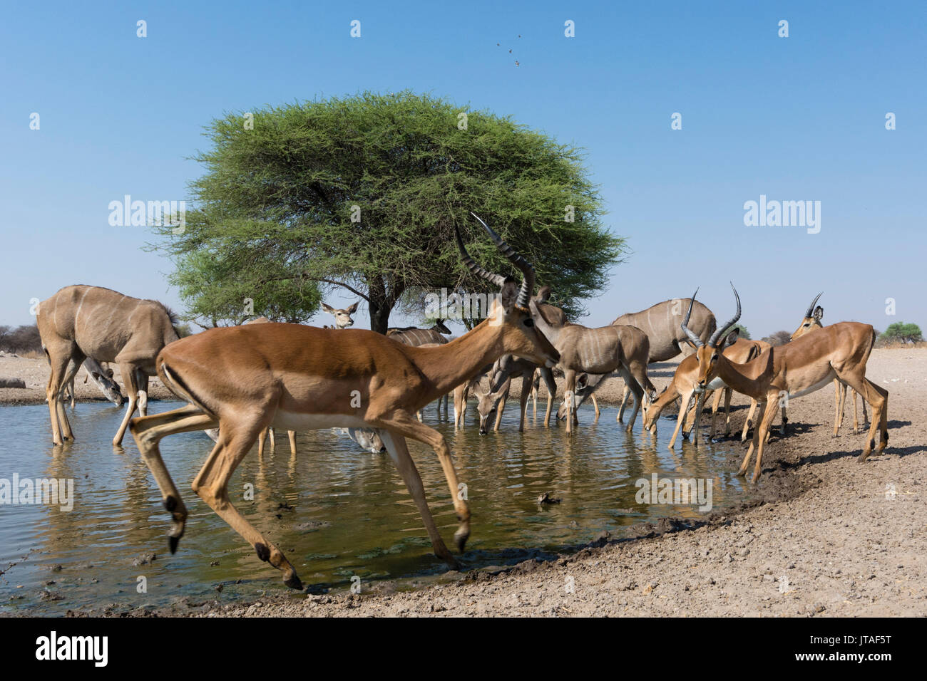 Remote camera image of greater kudus (Tragelaphus strepsiceros) and impalas (Aepyceros melampus) at waterhole, Botswana, Africa Stock Photo