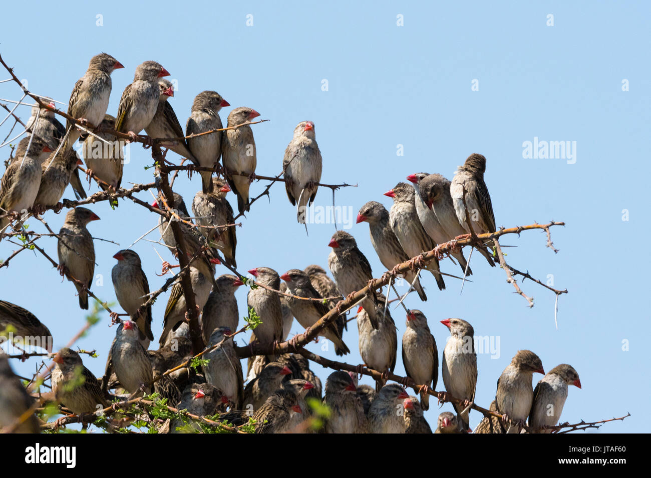 A red-billed quelea flock (Quelea quelea) perched on a tree, Botswana, Africa Stock Photo