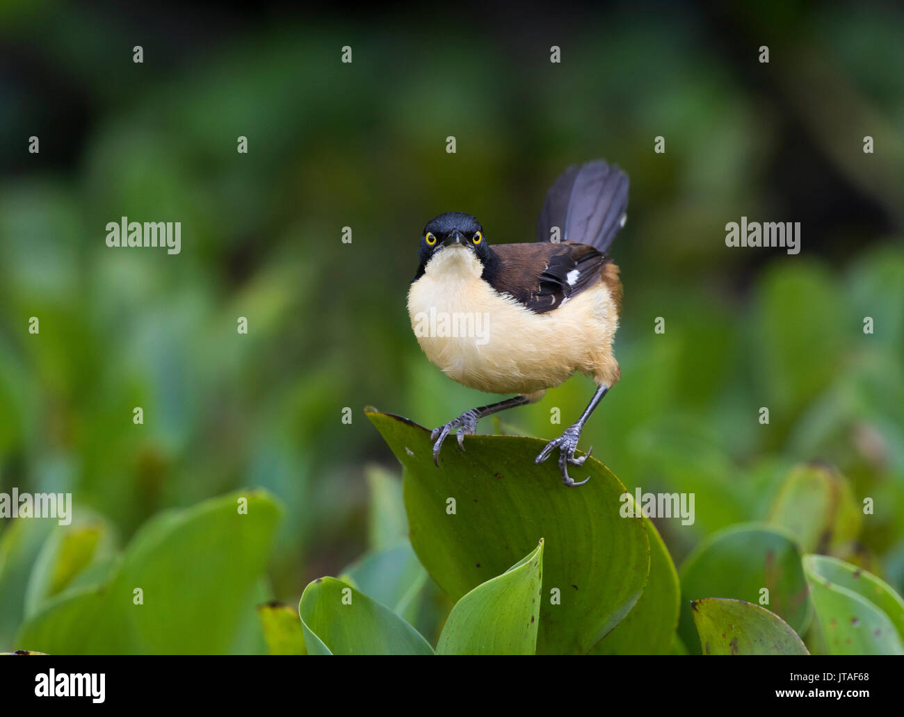 Black-capped donacobius (Donacobius atricapilla) Pantanal, Brazil Stock Photo