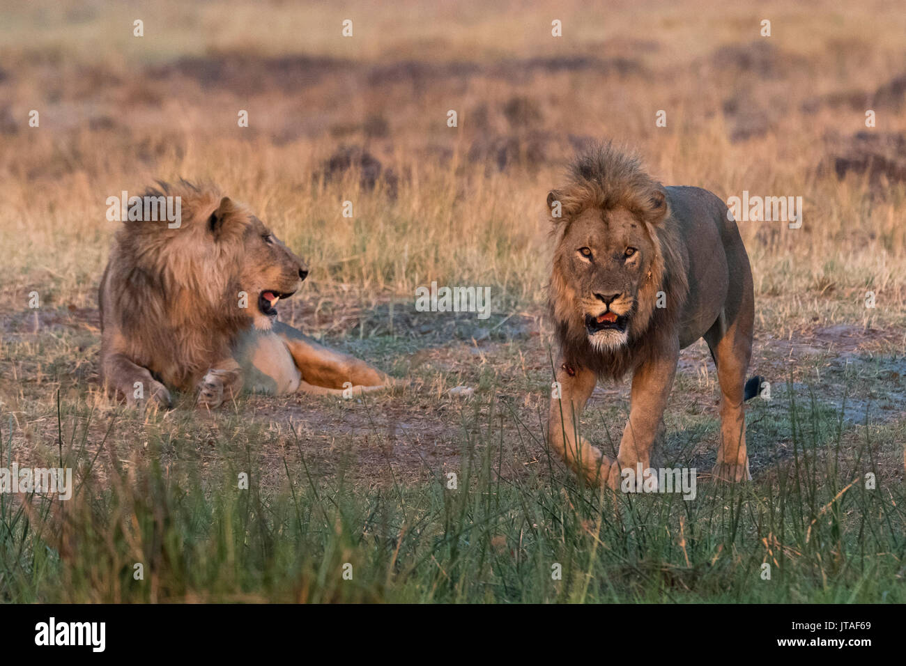 Two lions (Panthera leo) at sunset, Botswana, Africa Stock Photo