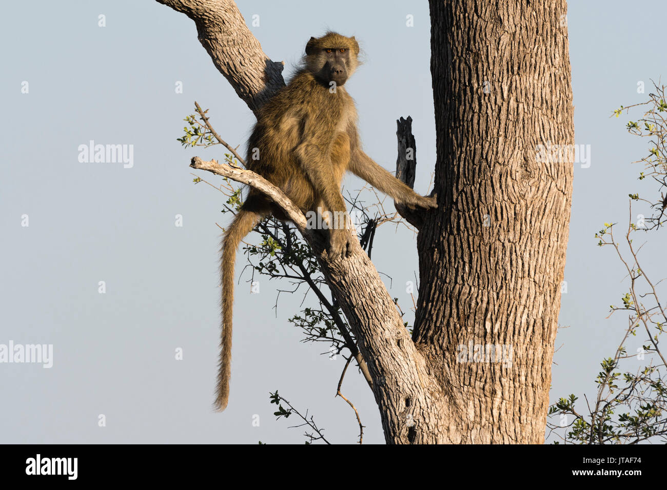 A chacma baboon (Papio hamadryas ursinus) on a tree, Botswana, Africa Stock Photo