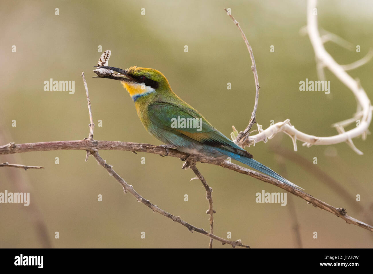 Little bee eater hi-res stock photography and images - Alamy