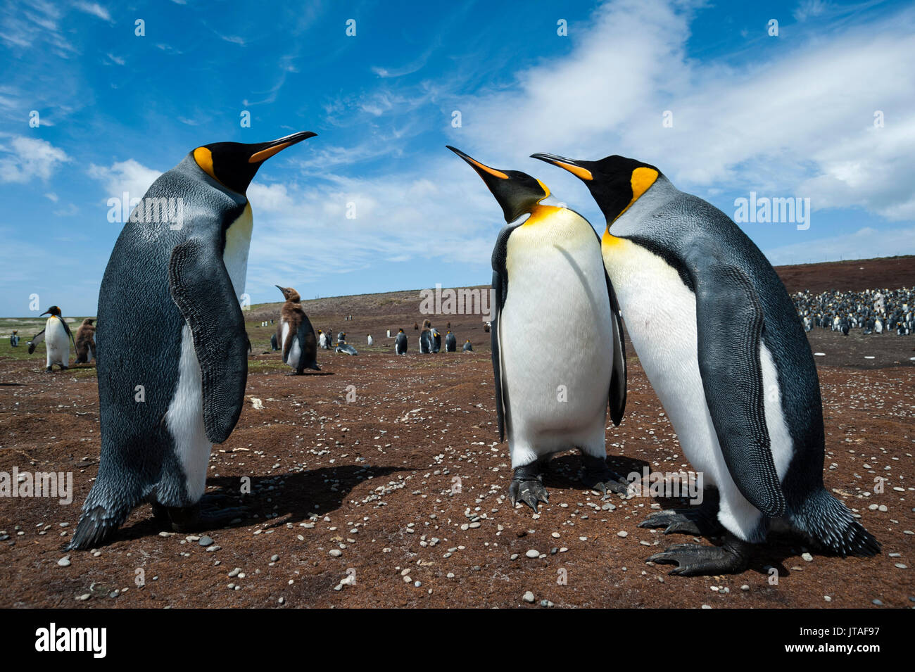 King penguins (Aptenodytes patagonica) fighting, Falkland Islands Stock Photo