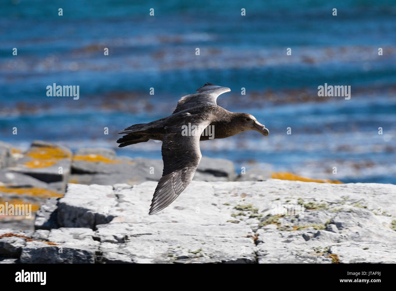 A southern giant petrel (Macronectes giganteus) in flight, Falkland Islands Stock Photo