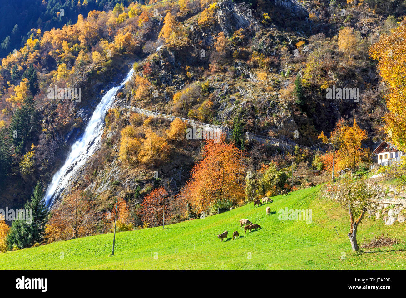 Herd of cows grazing at the foot of the waterfall, Parcines Waterfall, Parcines, Val Venosta, Alto Adige-Sudtirol, Italy, Europe Stock Photo