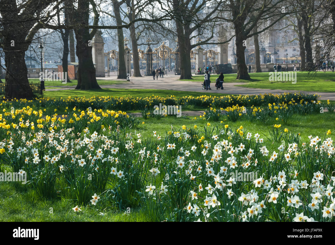 Daffodills and narcissus, Canada Gate to Buckingham Palace, Green Park, London, England, United Kingdom, Europe Stock Photo