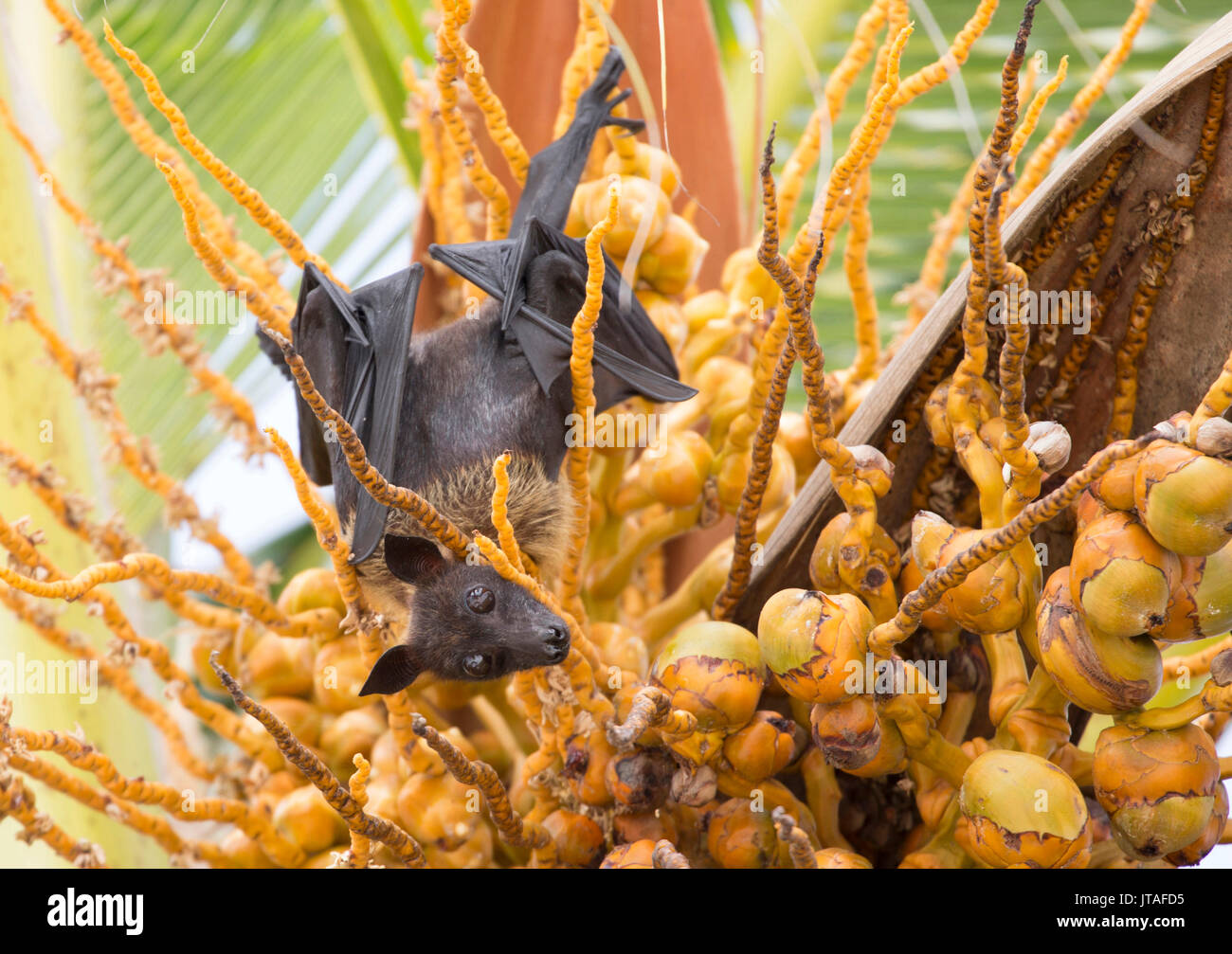 Fruit bat in palm tree, Dhuni Kolhu, Baa Atoll, Republic of Maldives, Indian Ocean, Asia Stock Photo
