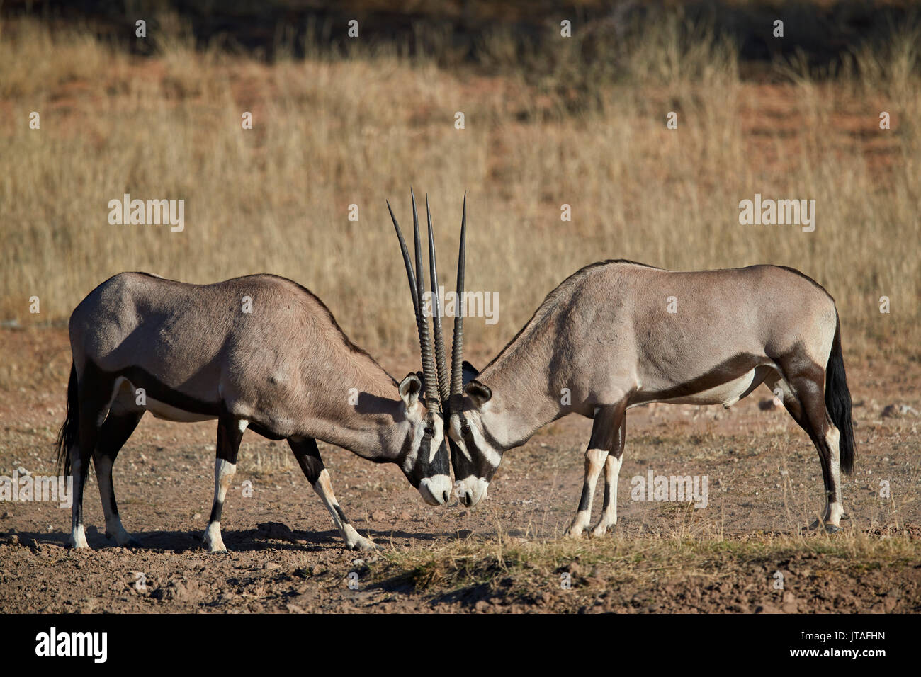 Gemsbok (South African Oryx) (Oryx gazella) sparring, Kgalagadi Transfrontier Park, South Africa, Africa Stock Photo