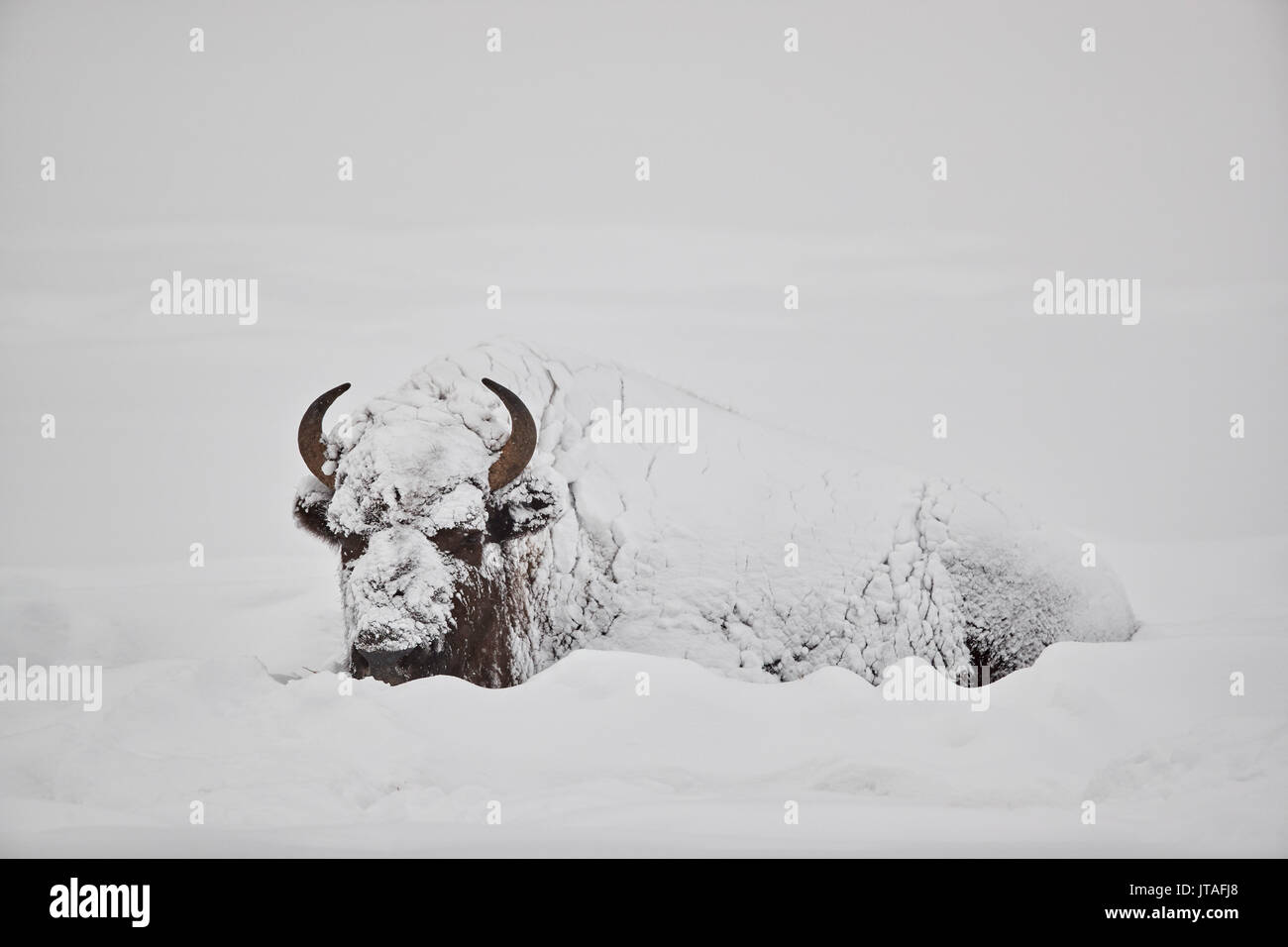 Bison (Bison bison) covered with snow in the winter, Yellowstone National Park, Wyoming, United States of America, North America Stock Photo