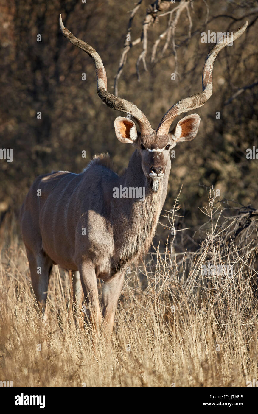Greater Kudu (Tragelaphus strepsiceros) bull, Kgalagadi Transfrontier Park, South Africa, Africa Stock Photo
