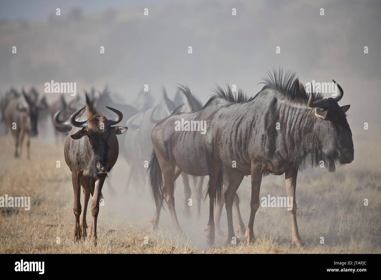 Blue Wildebeest (brindled gnu) (Connochaetes taurinus) herd, Kgalagadi Transfrontier Park, South Africa, Africa Stock Photo