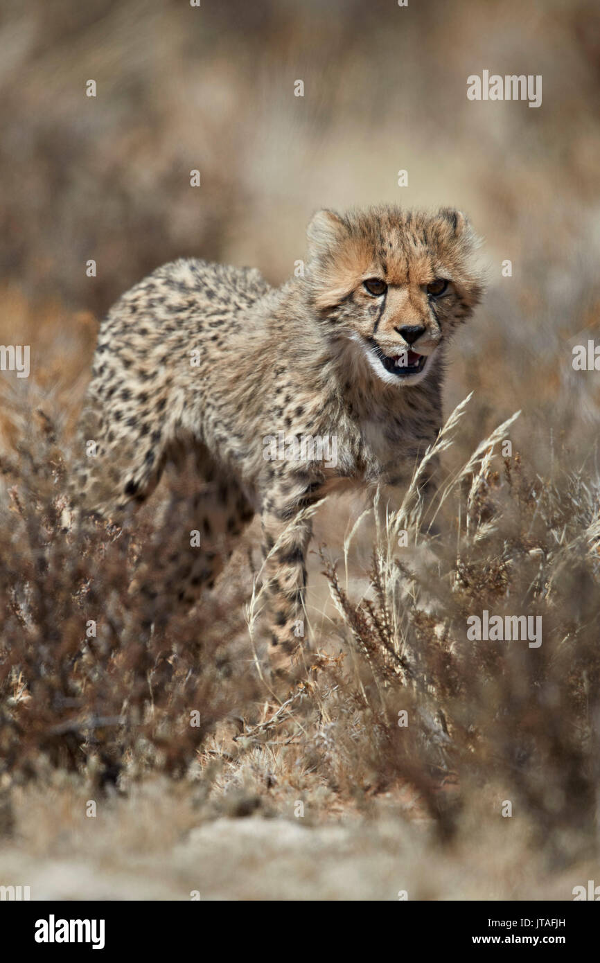 Cheetah (Acinonyx jubatus) cub, Kgalagadi Transfrontier Park, South Africa, Africa Stock Photo