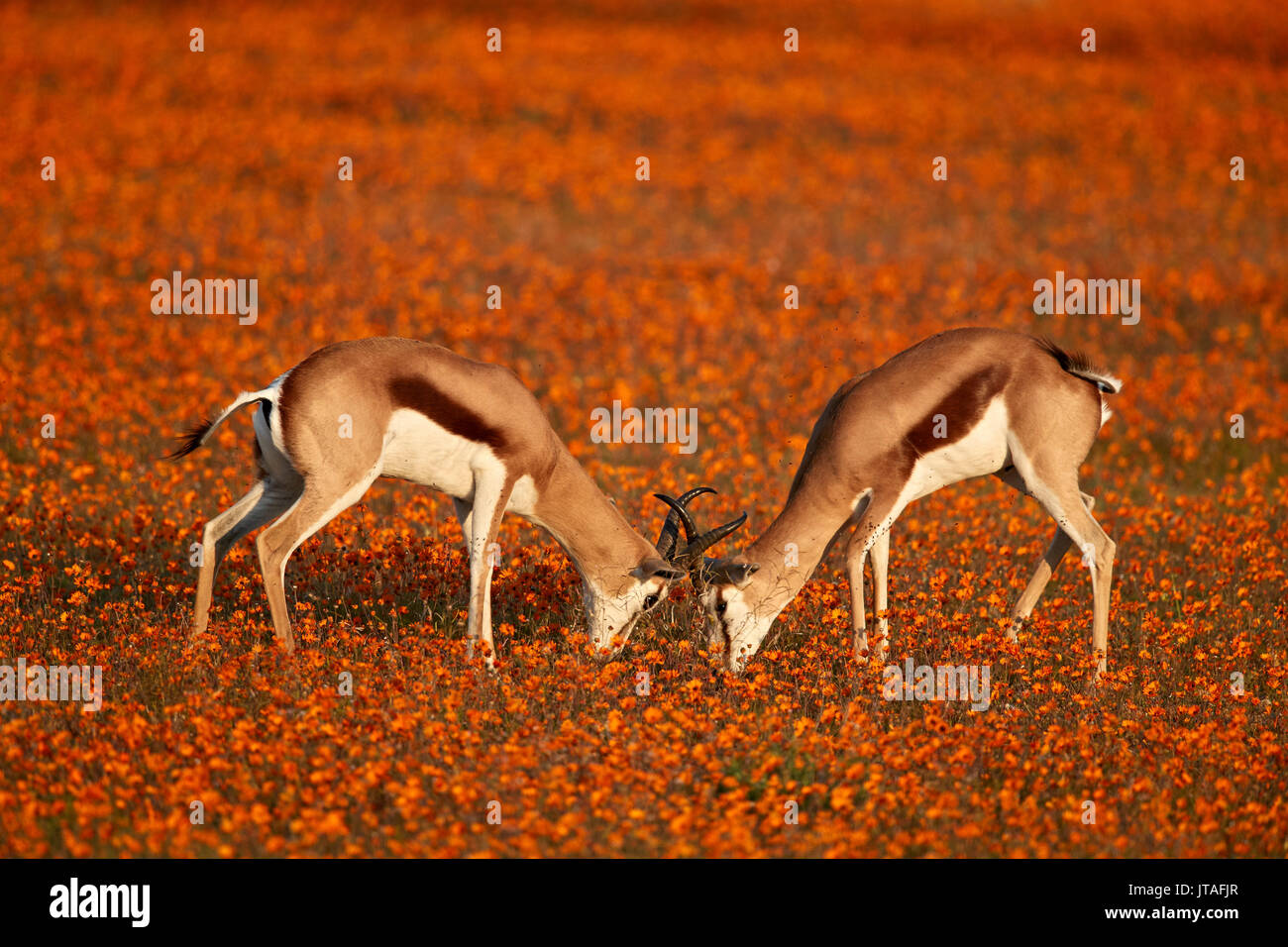 Springbok (Antidorcas marsupialis) sparring among wildflowers, Namaqualand National Park, Namakwa, Namaqualand, South Africa Stock Photo