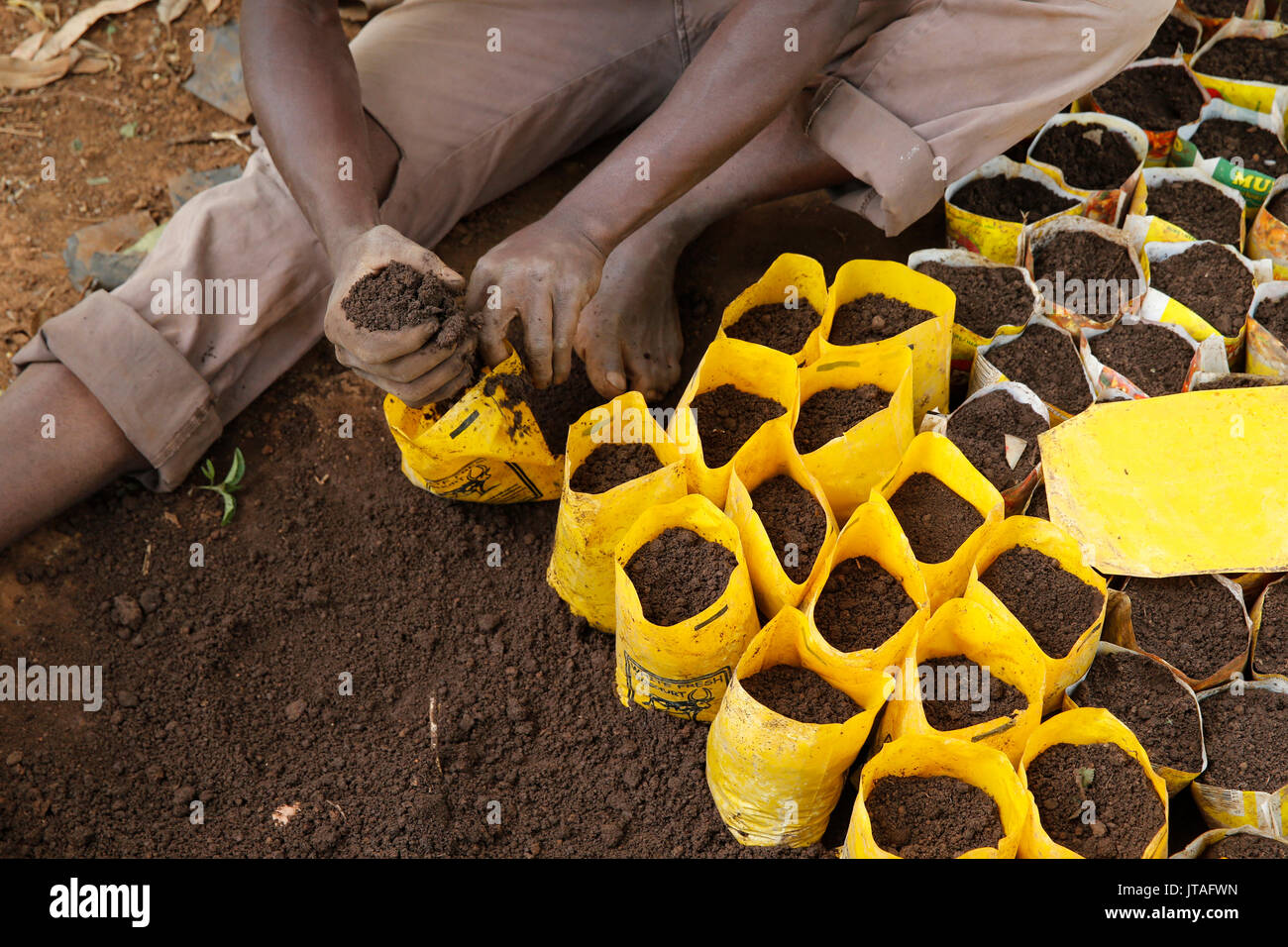 Innocent Mbabazi runs a tree nursery, Masindi, Uganda, Africa Stock Photo