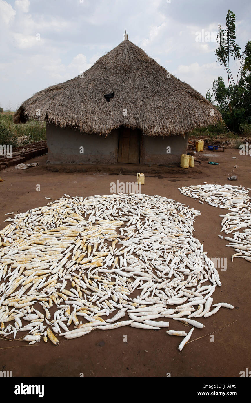 House and cassava, Masindi, Uganda, Africa Stock Photo