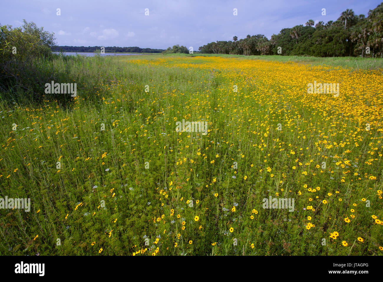 Wildflower meadow with Florida Tickseed (Coreopsis floridana), Myakka River State Park, Florida