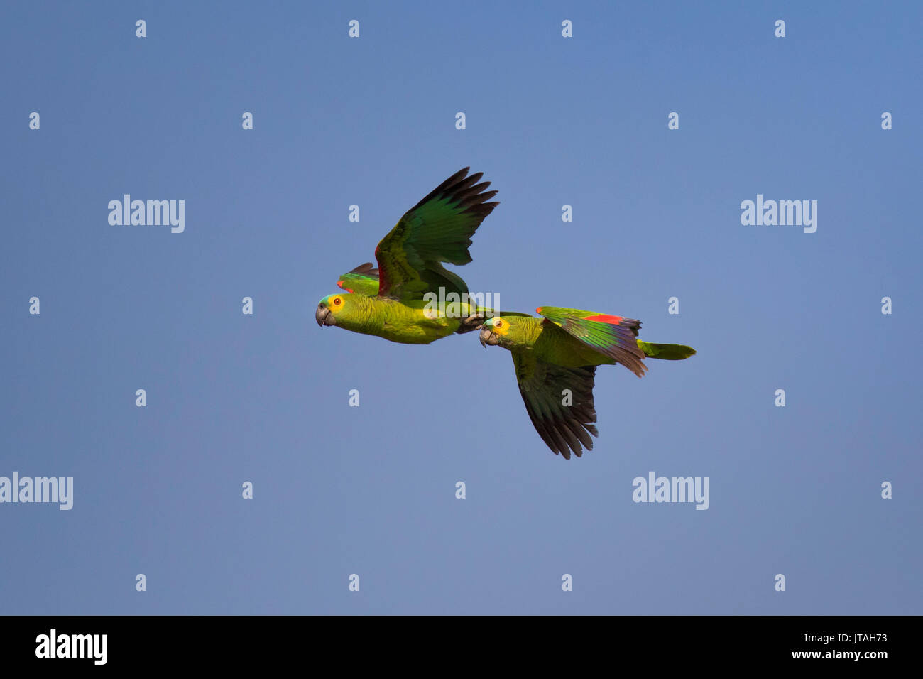 Blue-fronted Amazon Parrot (Amazona aestiva) pair in flight, Pantanal, Brazil. Stock Photo