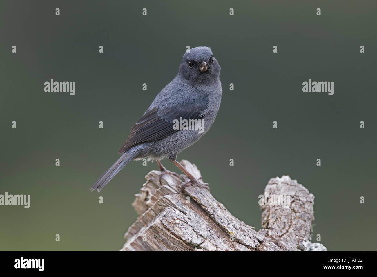 Slaty Flower-piercer (Diglossa plumbea) male, Mount Totumas Cloud Forest, Panama. Stock Photo