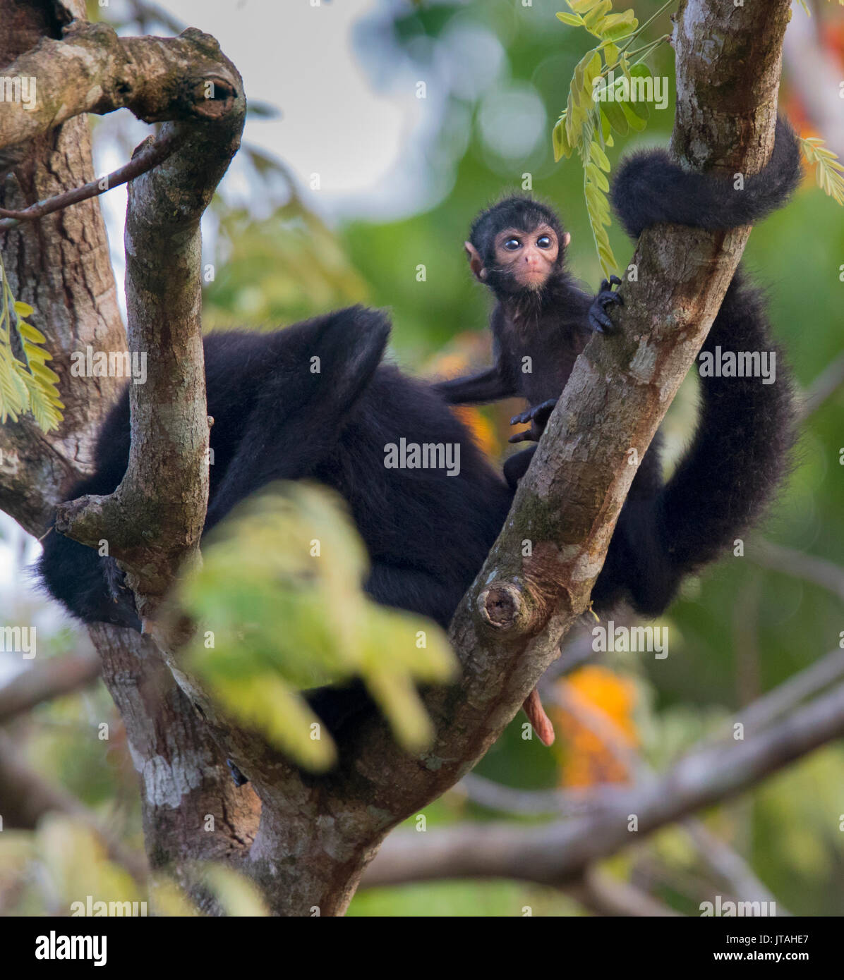 Black-headed Spider Monkey (Ateles fusciceps) mother and young, SoberanÃa National Park, Panama, Central America. Critically endangered species. Stock Photo