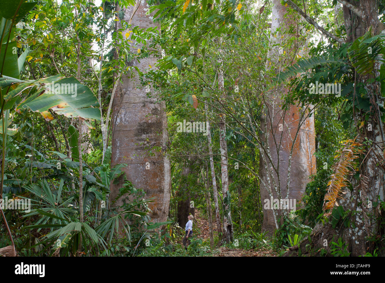 Kapok, Ceiba or Silk Cotton trees (Ceiba pentandra) with woman at base, Darien, Panama. Stock Photo