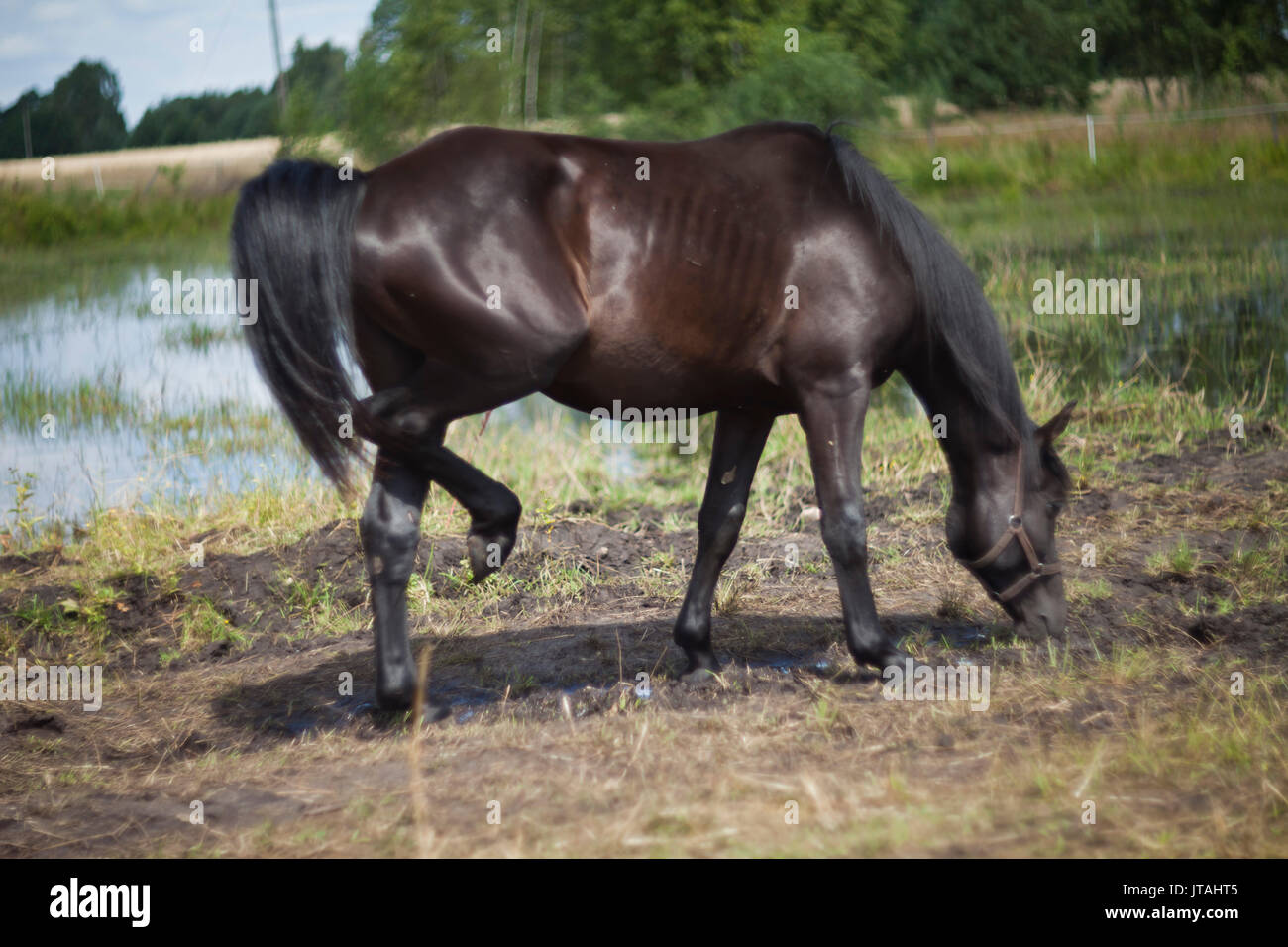 Cavalo rindo da câmera. foto de stock. Imagem de rural - 227099740