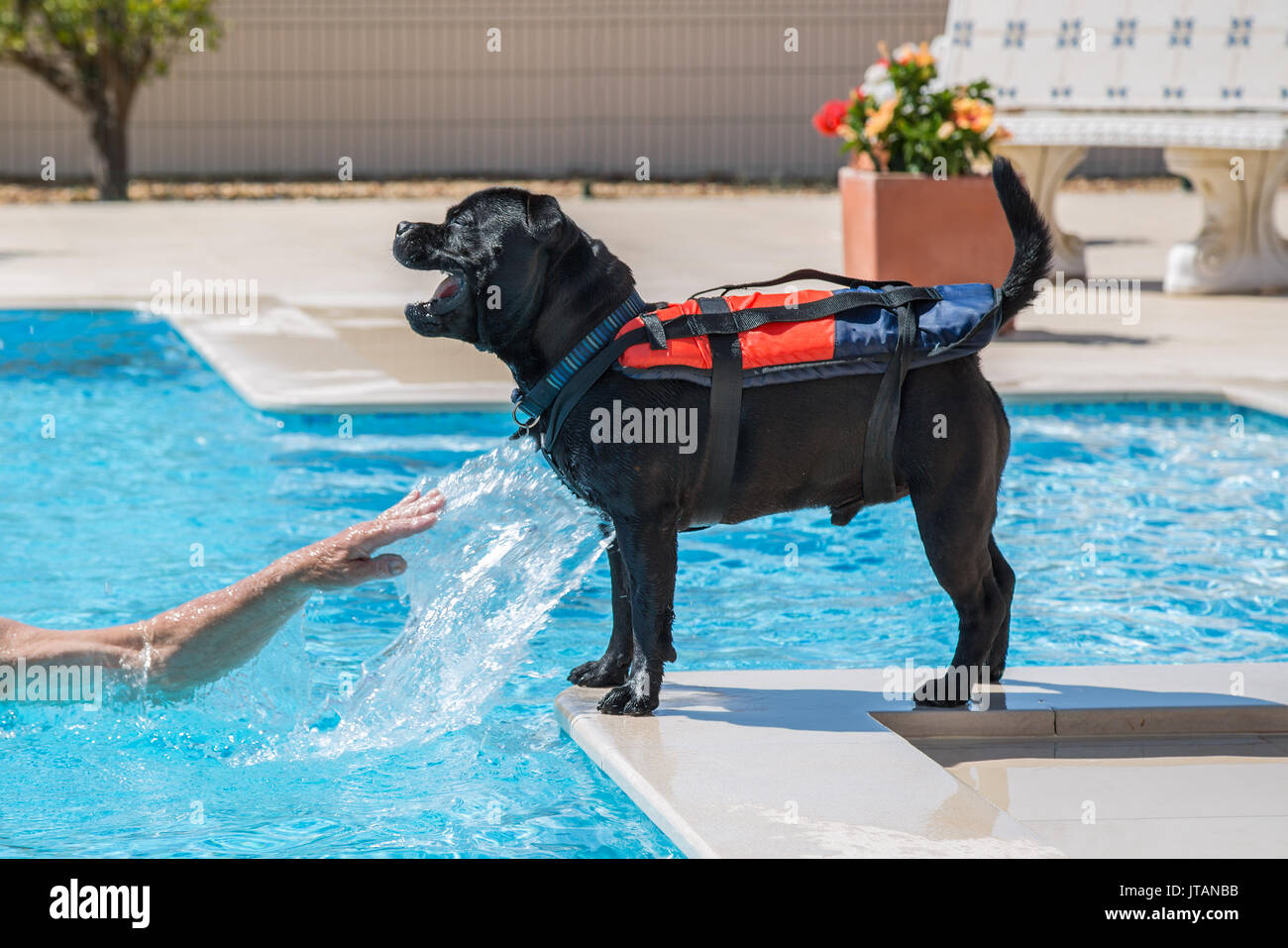 staffordshire bull terrier dog wearing a life jcaket, buoyancy aid by the side of a swimming pool, playing happily and safely. He is being splashed by Stock Photo
