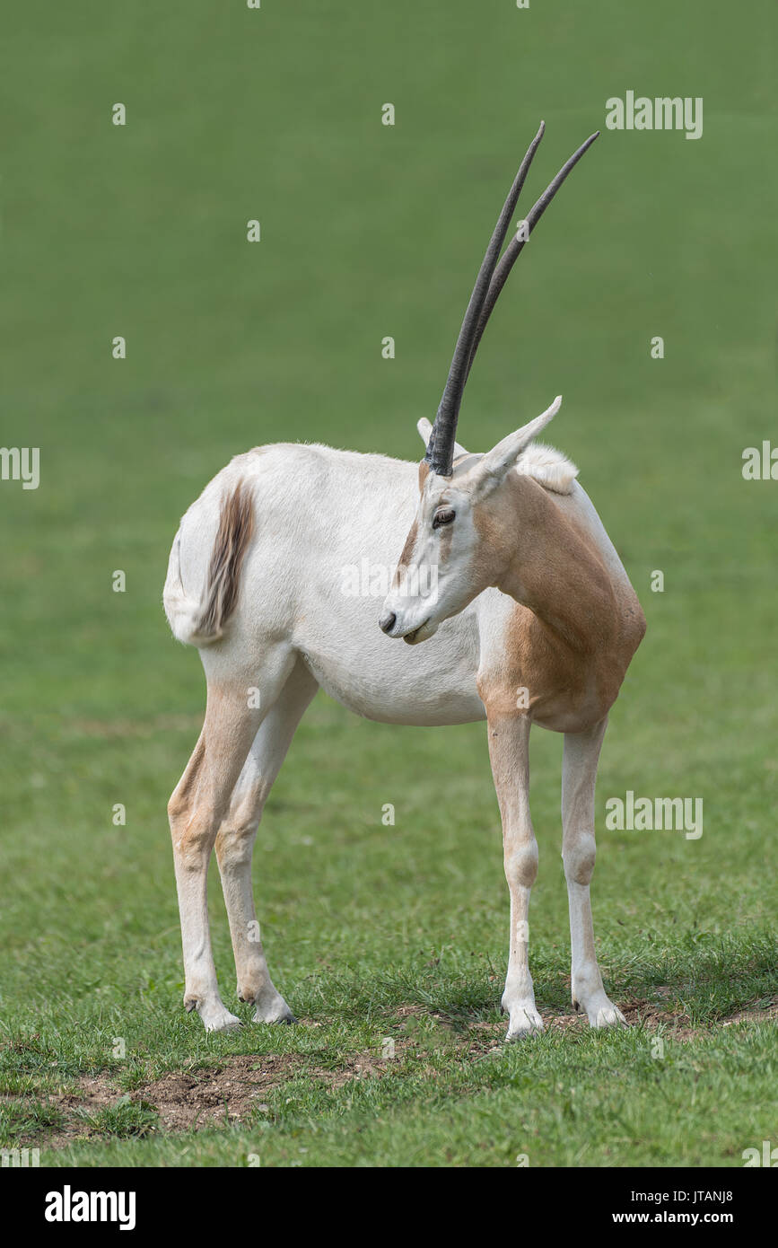 scimitar-horned-oryx-oryx-dammah-portrait-looking-back-over-its