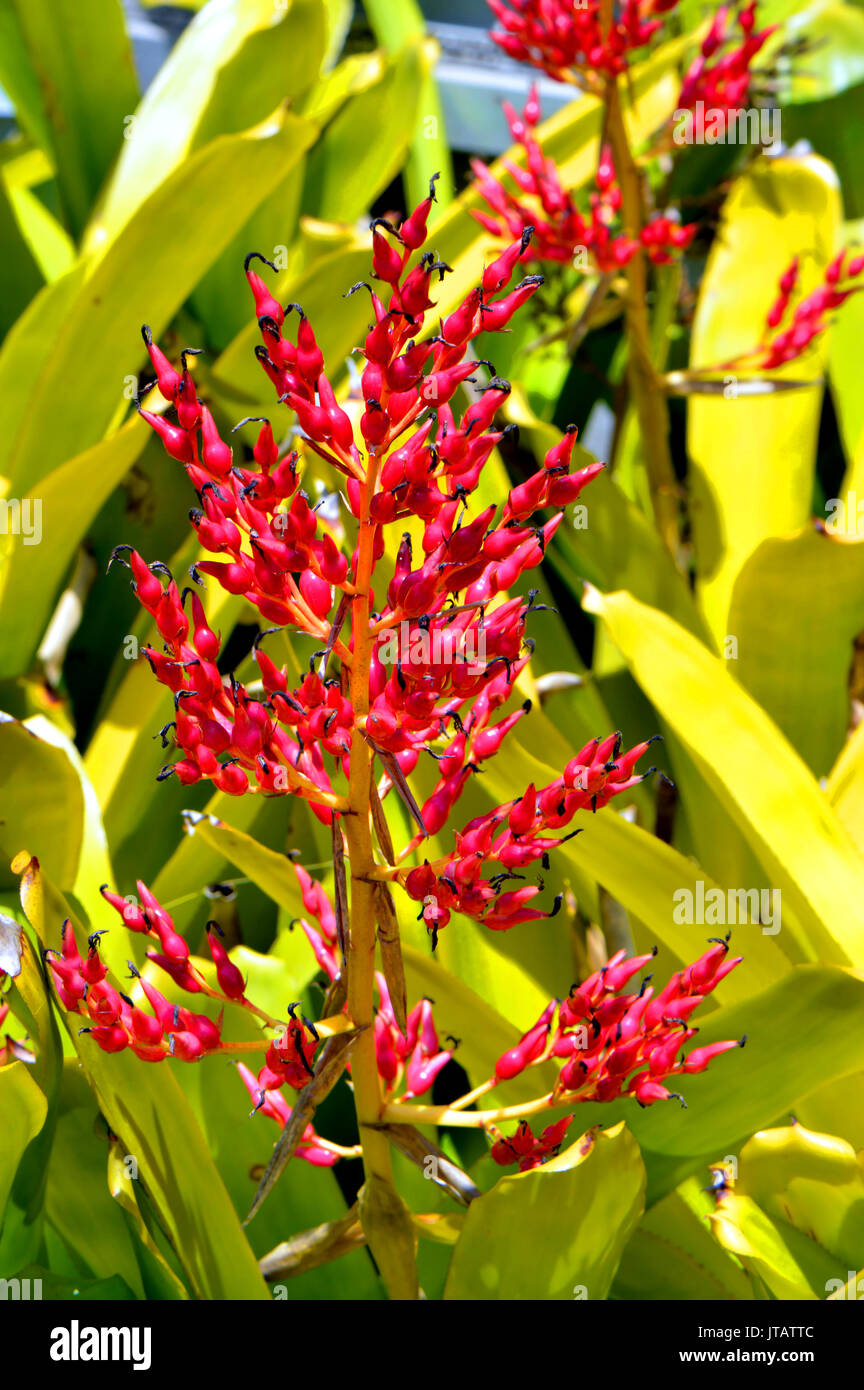 Bromeliad plant Latin name Neoregelia carcharodon Silver Stock Photo