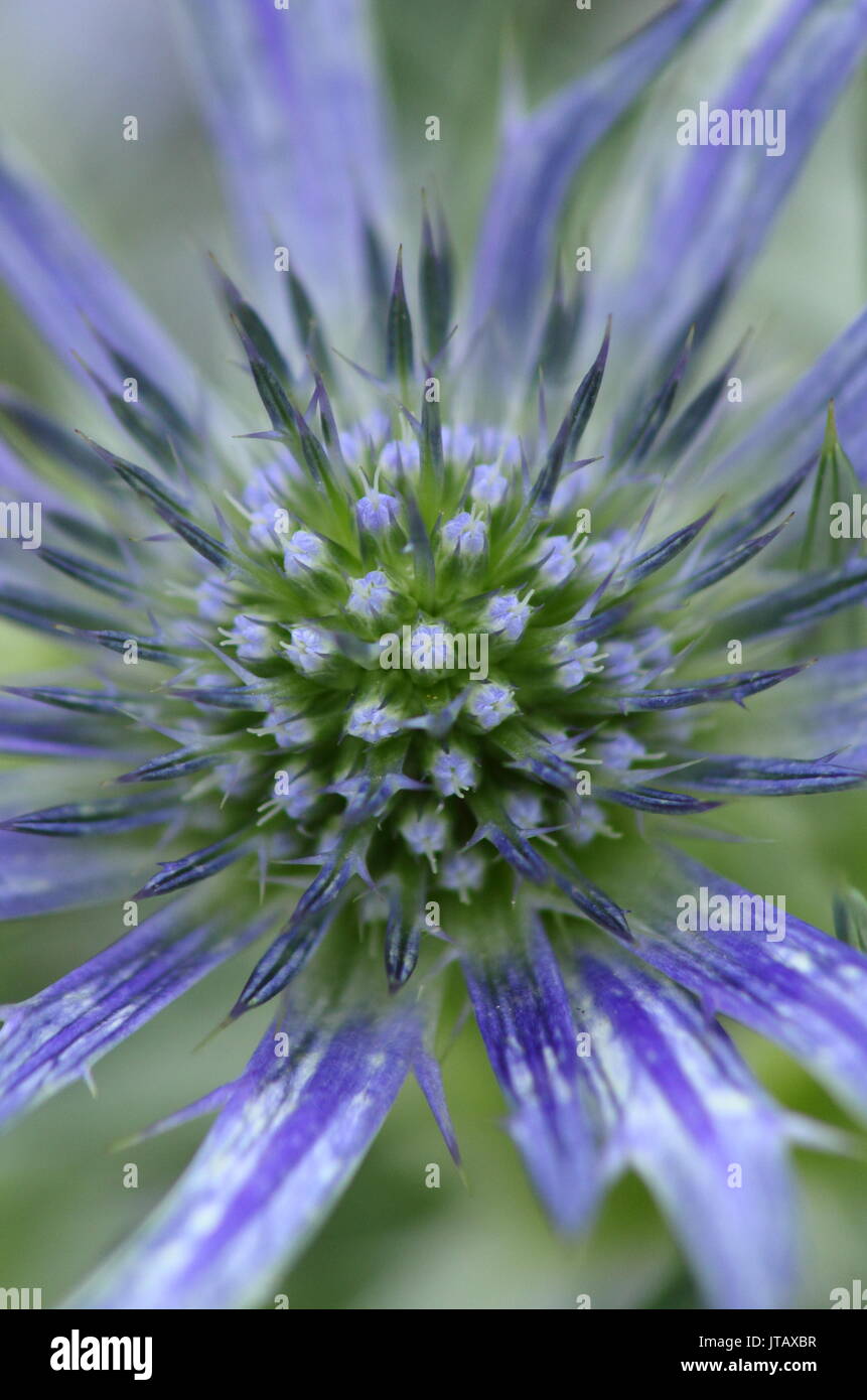 Eryngium picos blue High Resolution Stock Photography and Images Alamy