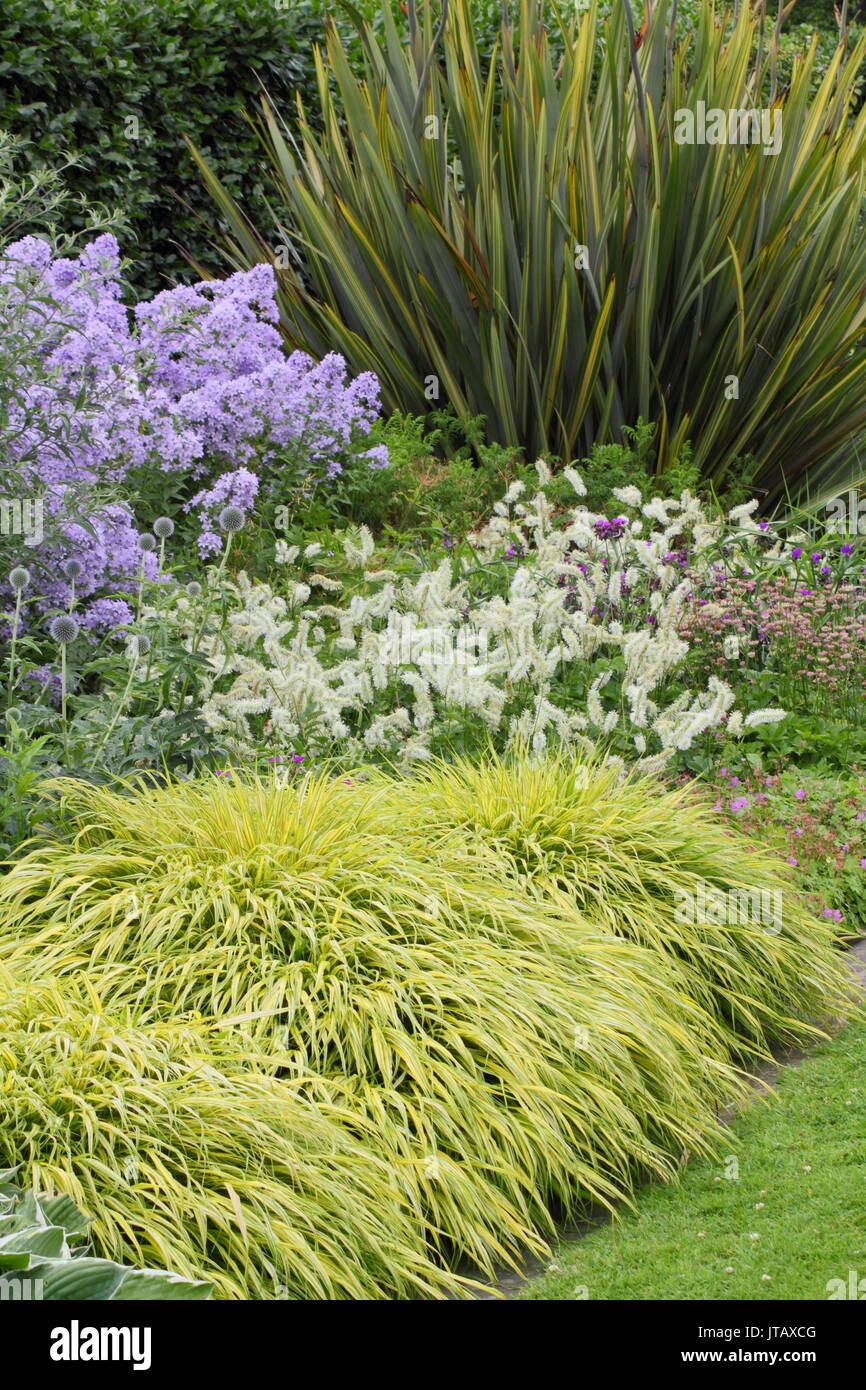 Lilac, white and green planting in summer border with phlox paniculata 'Prichard's Variety, hebes, echinops and hakonechloa macra 'aureola' Stock Photo