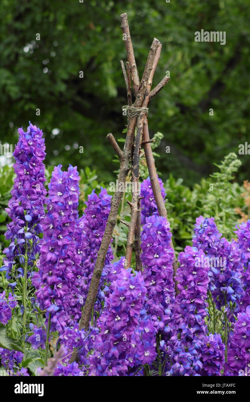 Larkspur (Delphinium elatum) supported by hand-made naturalistic wooden supports in the herbaceous border of an English garden in mid summer Stock Photo