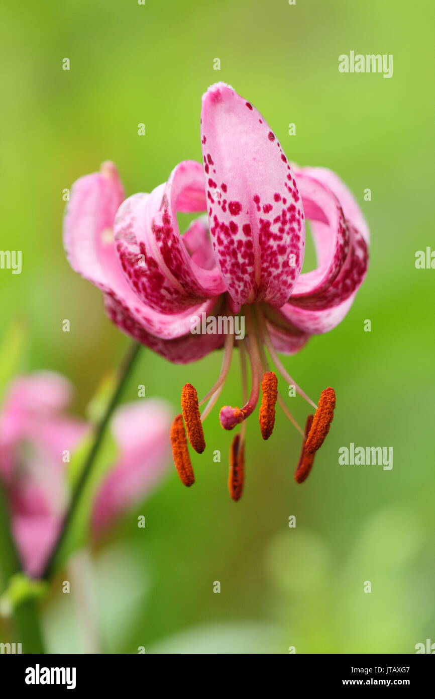 Lilium Lankongense, a turk's cap style lily, flowering in summer (June), UK Stock Photo