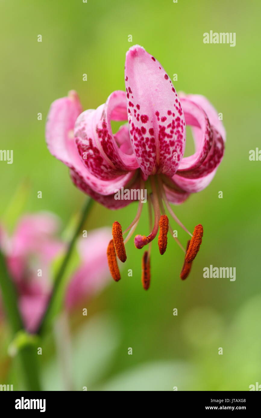 Lilium Lankongense, a turk's cap lily, flowering in summer (June), UK Stock Photo