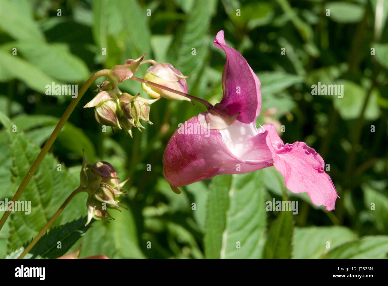 Himalayan Balsam Stock Photo