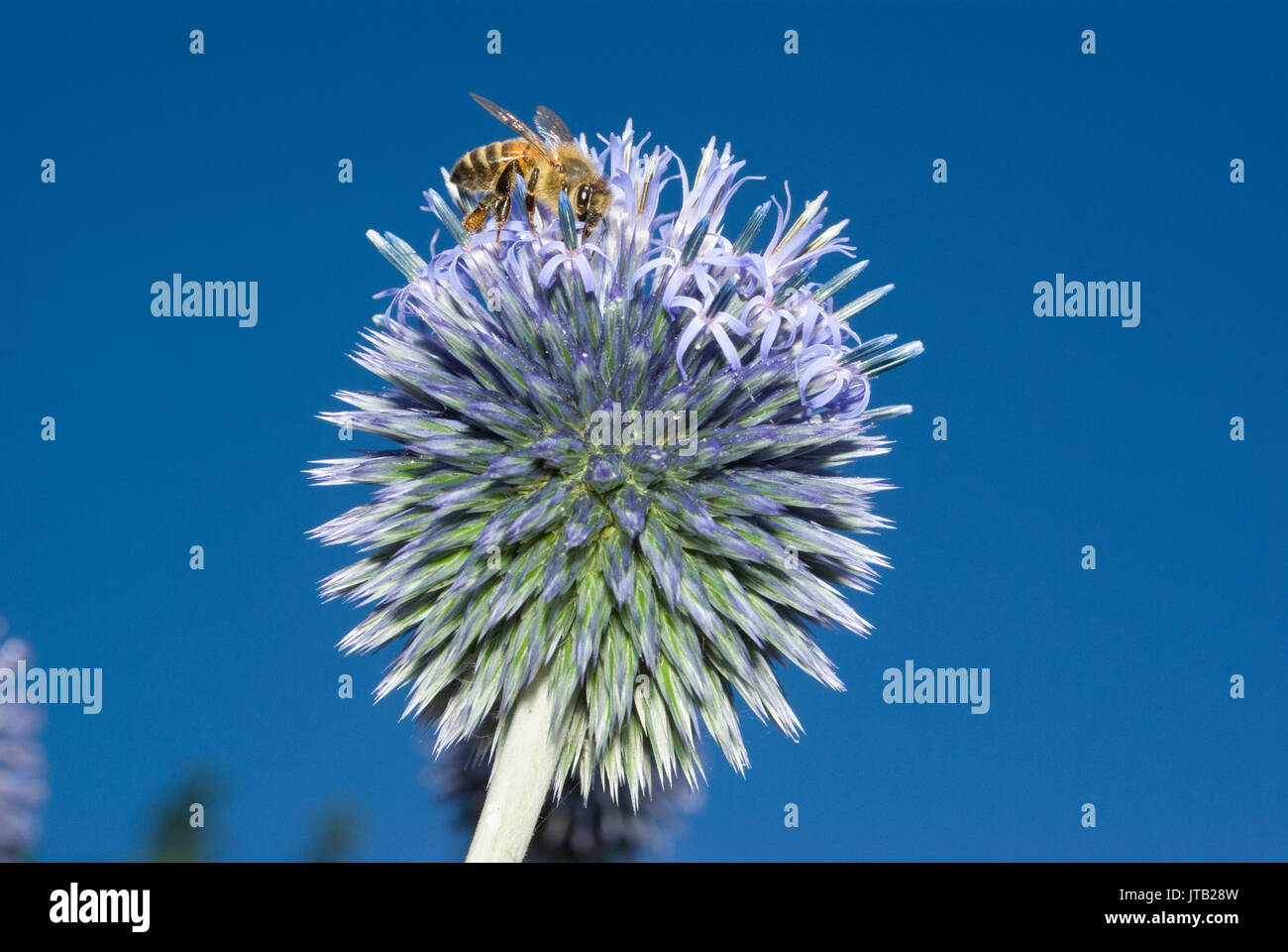 Globe Thistle Stock Photo