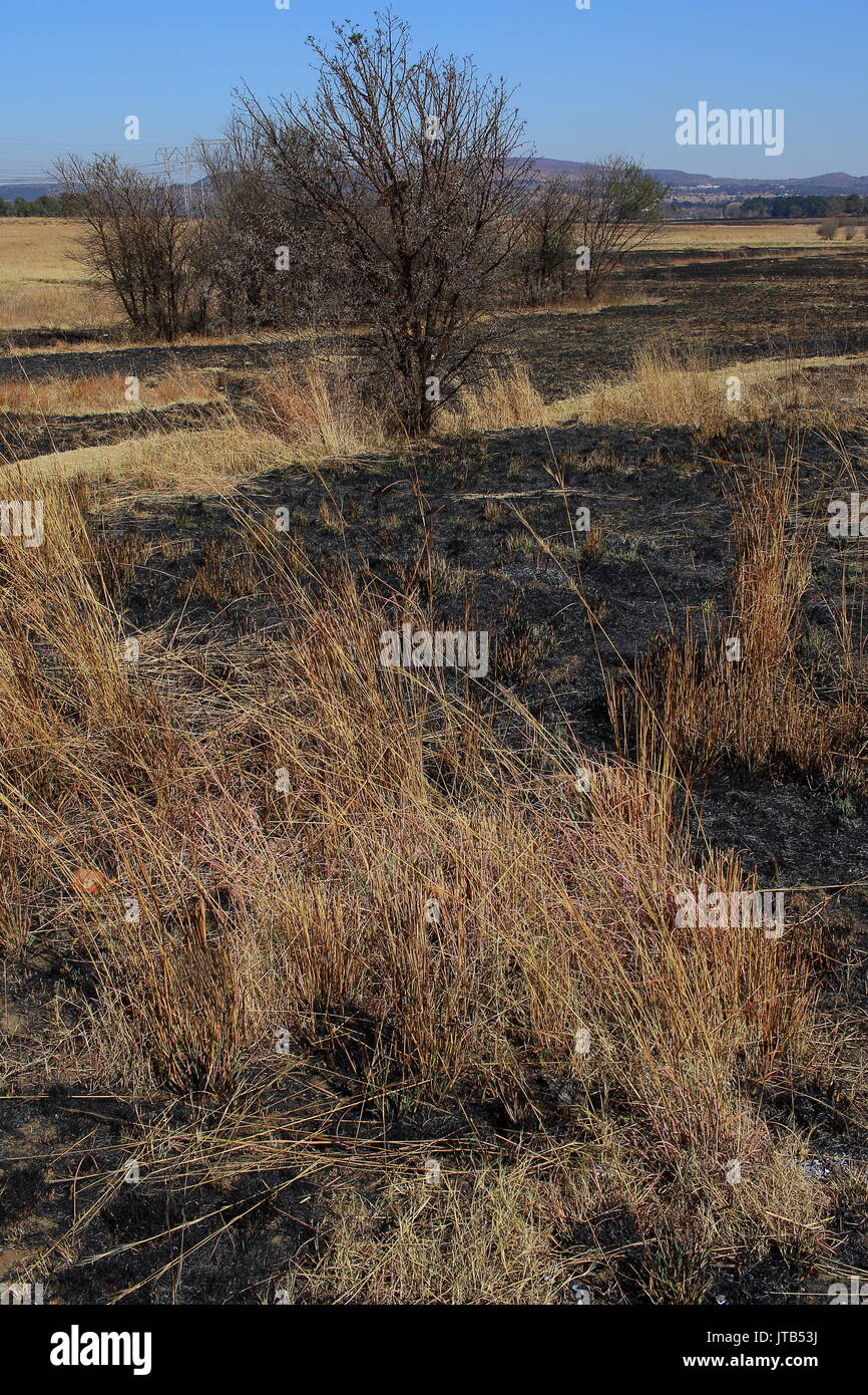 Seasonal fires in winter on the Highveld natural region of the Gauteng Province of South Africa burn old grass to ensure new graze in spring Stock Photo