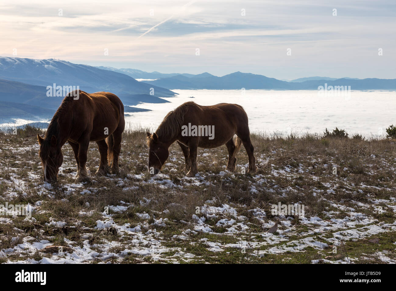 Two horses pasturing on top of a mountain over a sea of fog, with golden light and some distant and misty mountains on the background Stock Photo